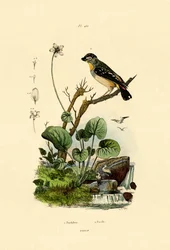 Spotted Pardalote